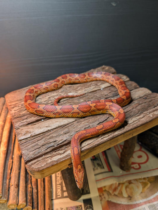 "Stevie" Rescue Corn Snake- Female