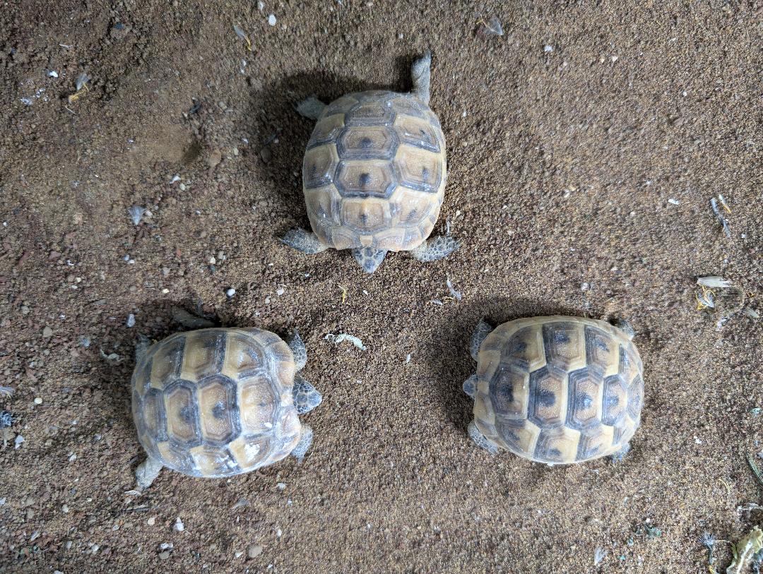Mediterranean Spur Thighed Tortoise- Testudo graeca